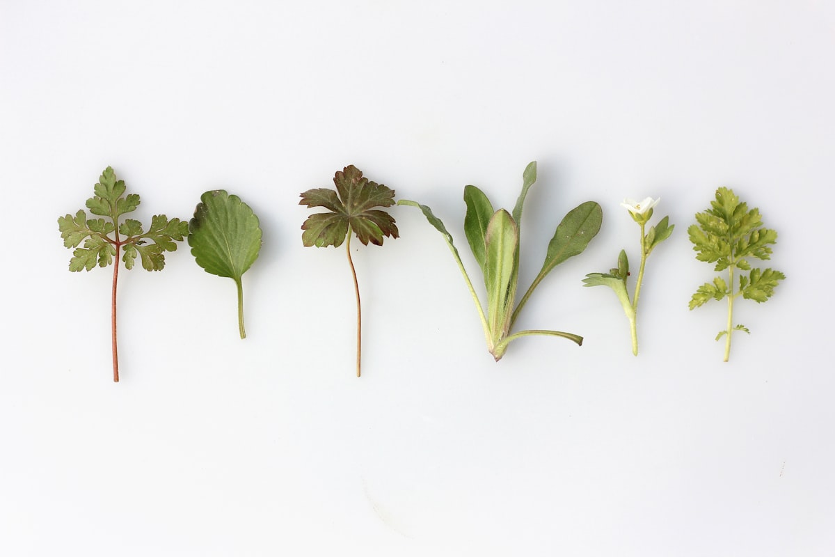 Fermented foods and sauerkraut for gut health